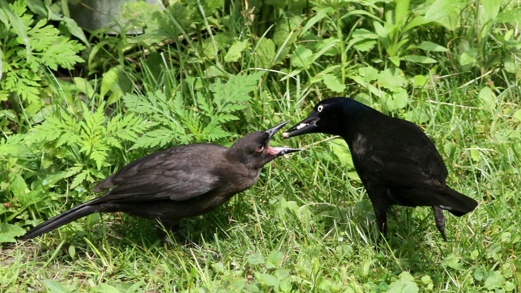 Common Grackle feeding a begging fledgling