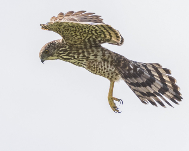Cooper's Hawk (Juvenile)