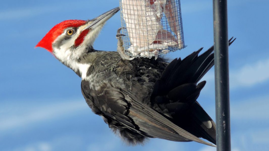 A Pileated Woodpecker eating a winter snack of some homemade suet.