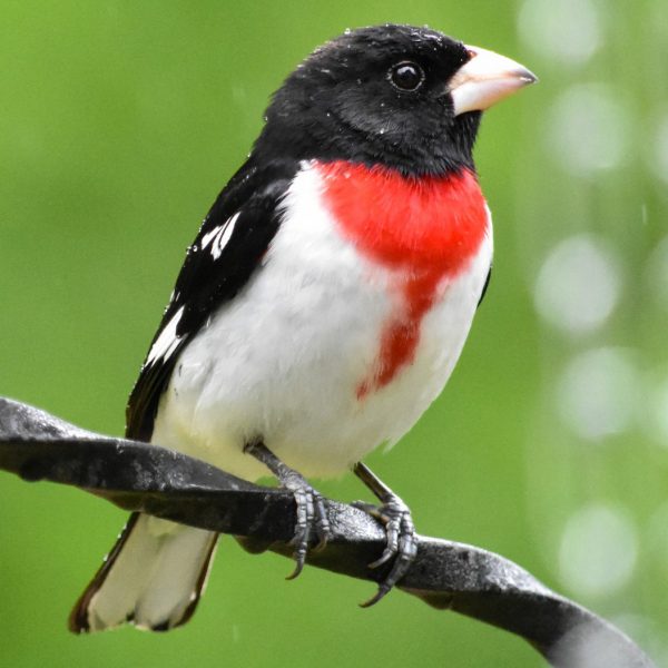 bird perched black head black back white wing bars white breast with red bib and streak down center