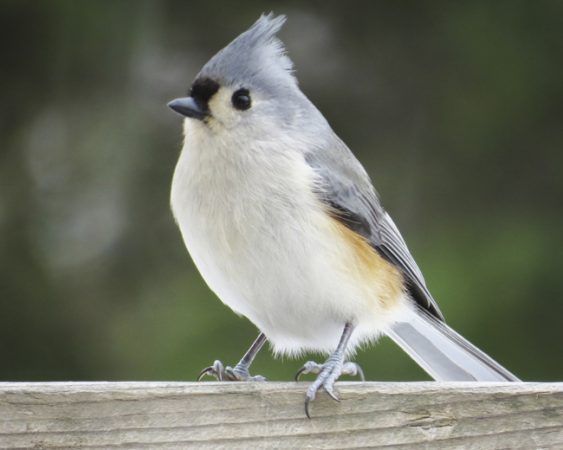 Feeder Birds: Identification and Behavior | Bird Academy • The Cornell Lab