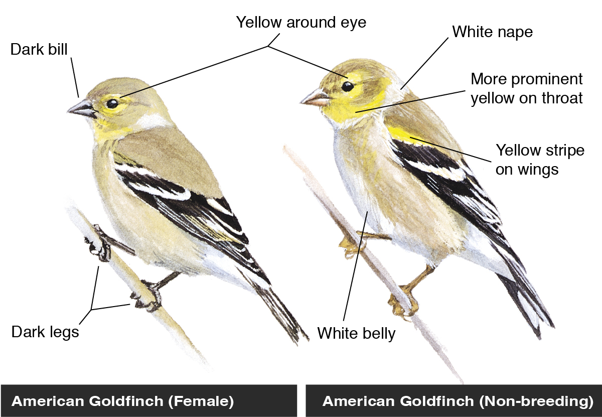 American Goldfinch (Female and Non-breeding)