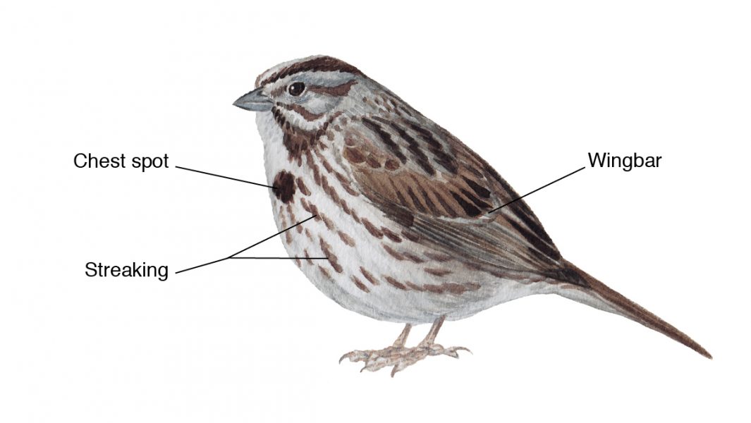 diagram of bird body parts