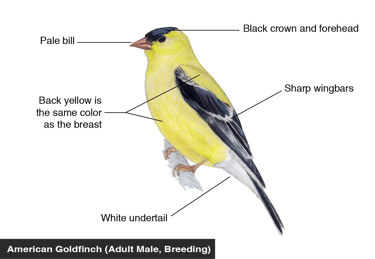 American Goldfinch (Adult male, breeding) identification diagram