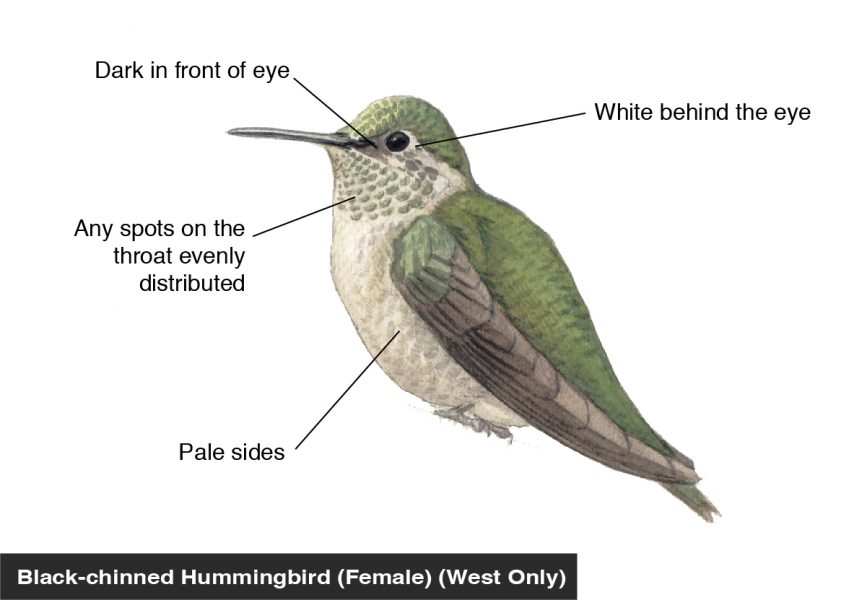 Black-chinned Hummingbird (female) identification diagram