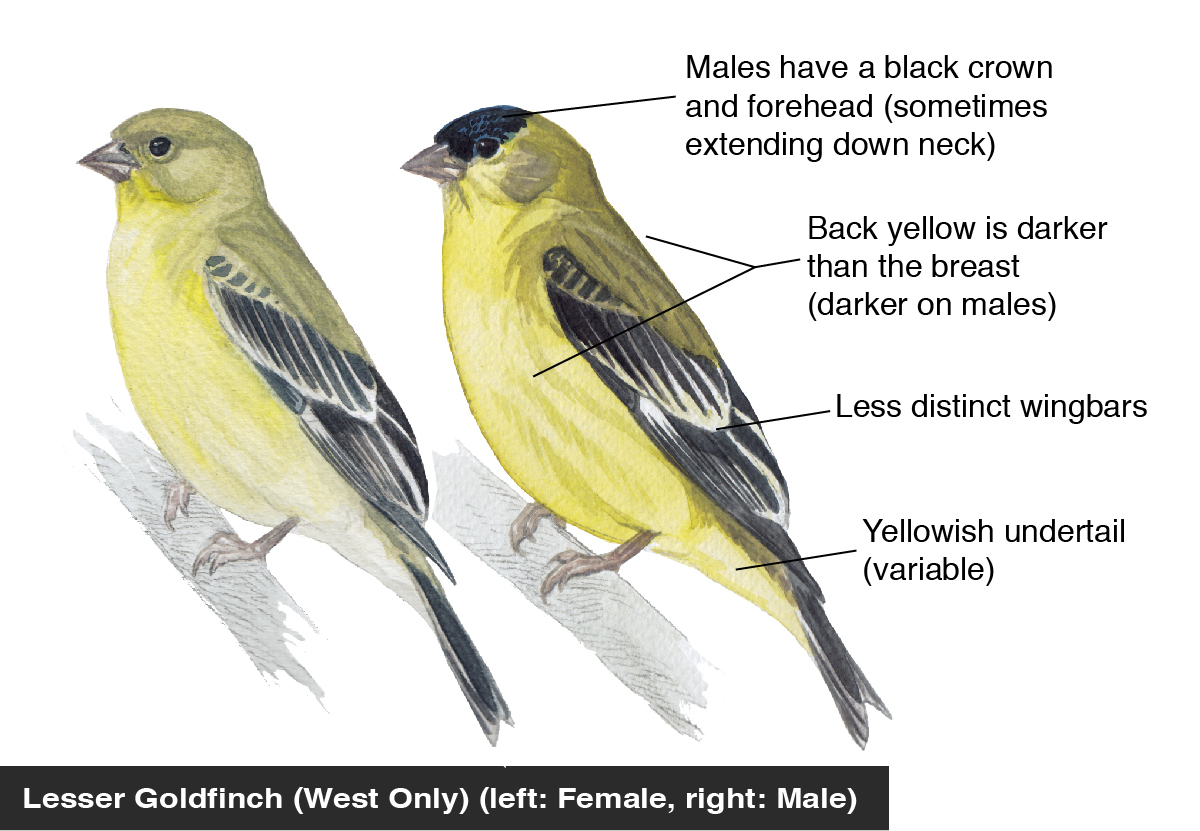 Lesser Goldfinch identification diagram