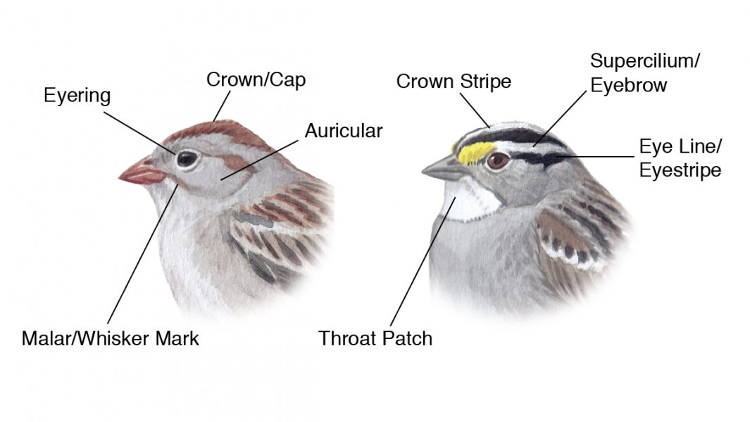 diagram of bird head parts