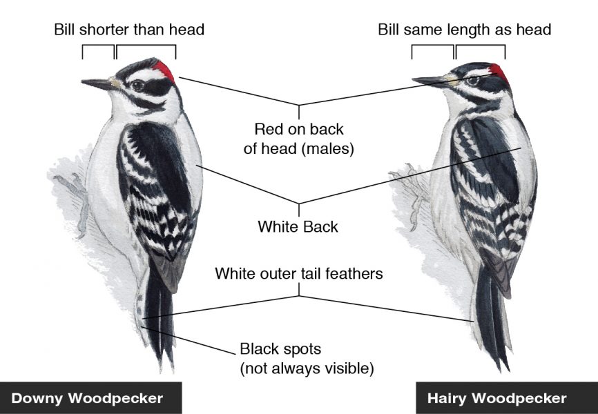 hairy vs downy woodpecker