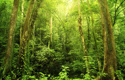 Borneo Forest