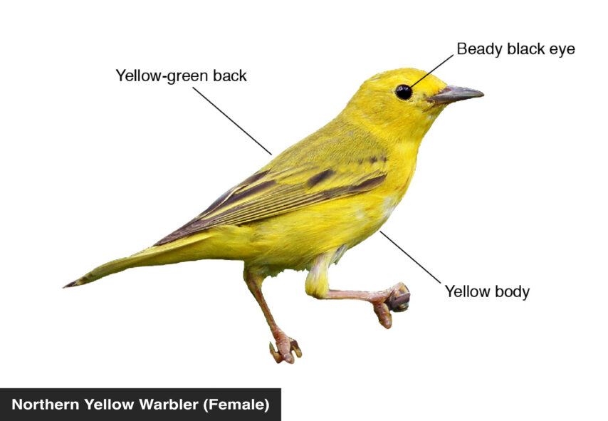 Northern Yellow Warbler (Female) Yellow body, Yellow-green back, Beady black eye
