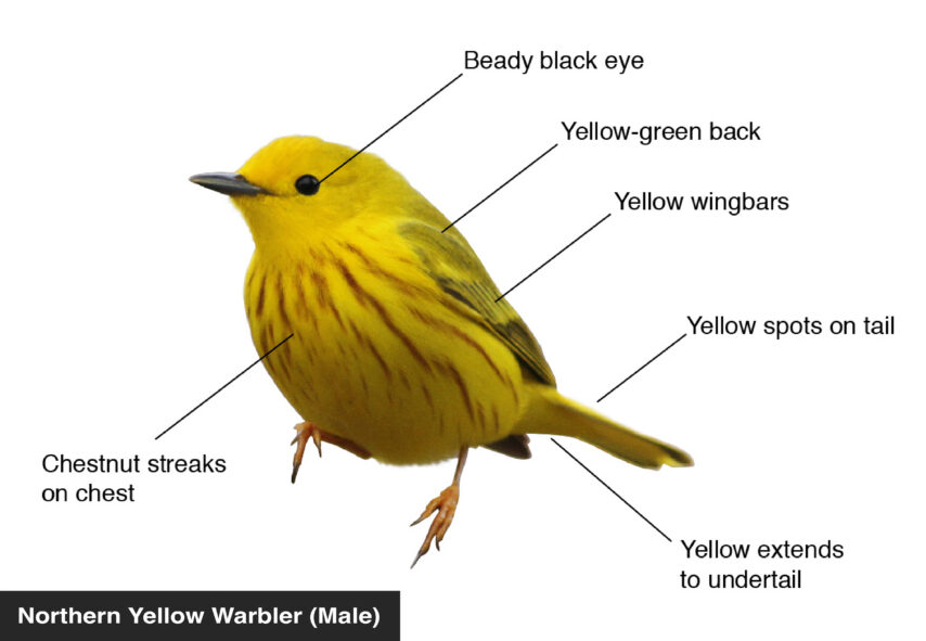 Northern Yellow Warbler (Male) Yellow spots on tail, Yellow-green back, Yellow wingbars, Chestnut streaks on chest, Beady black eye