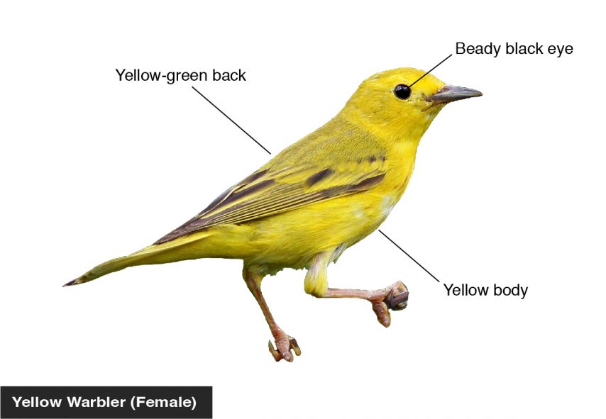 Yellow Warbler (Female) Yellow body, Yellow-green back, Beady black eye