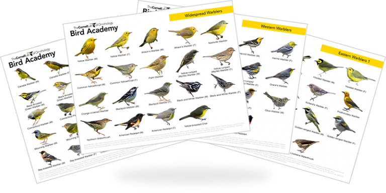 Four sheet downloadable warbler reference guide