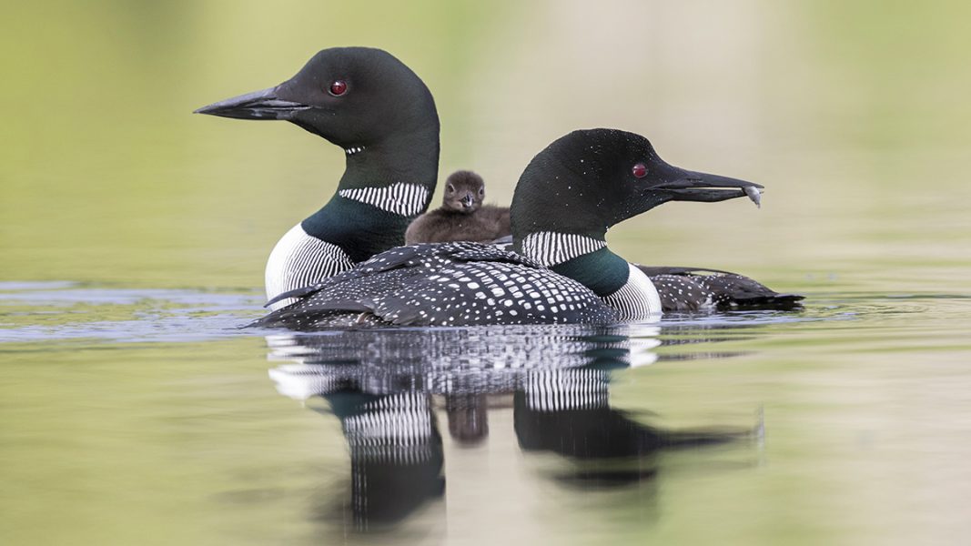 Common Loon family