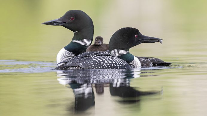 Understanding Bird Behavior | Bird Academy • The Cornell Lab