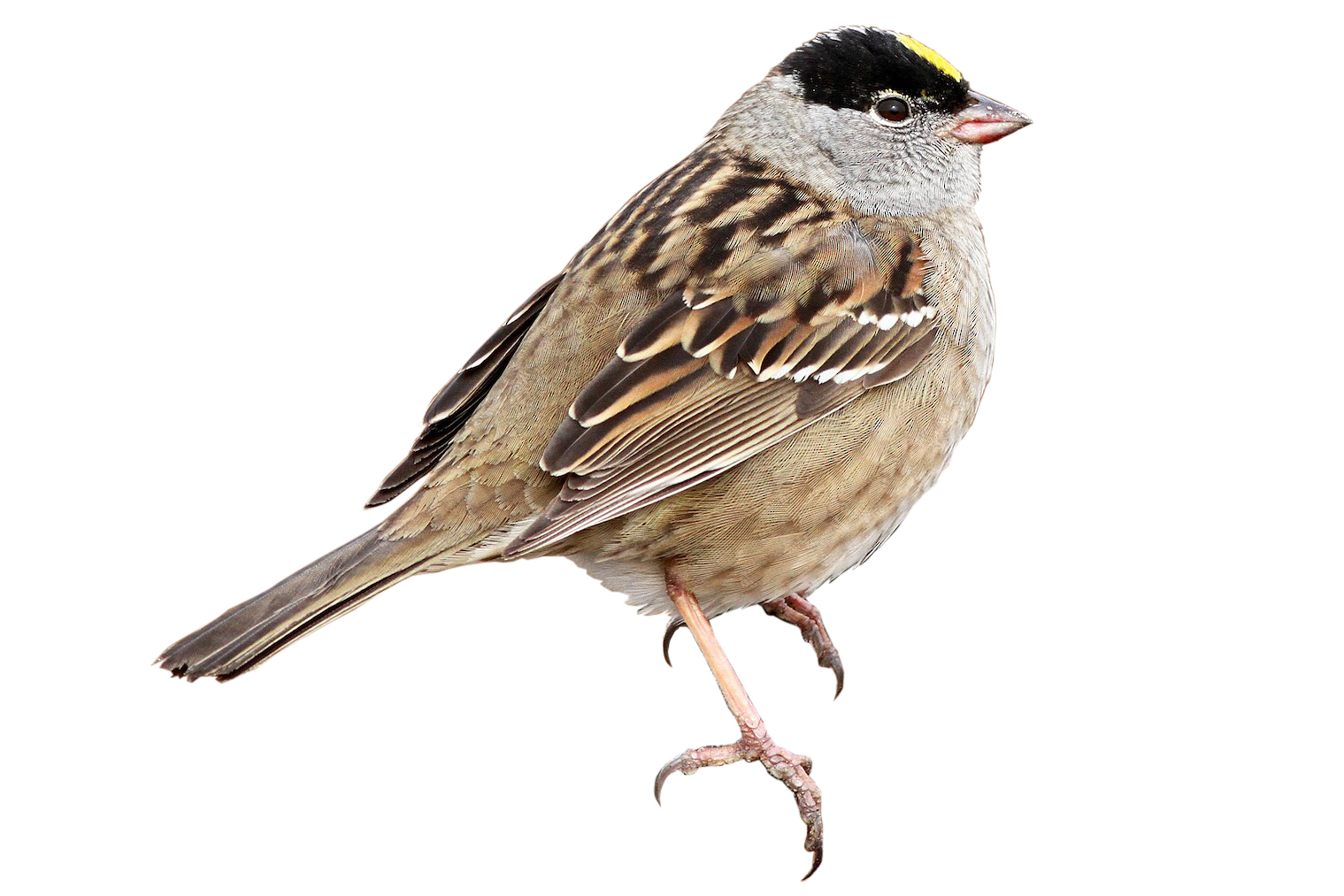 Golden-crowned Sparrow (Breeding)