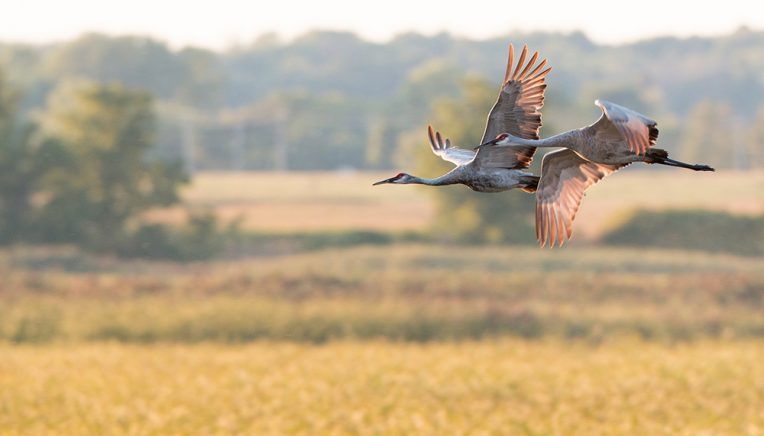 Sandhill Cranes