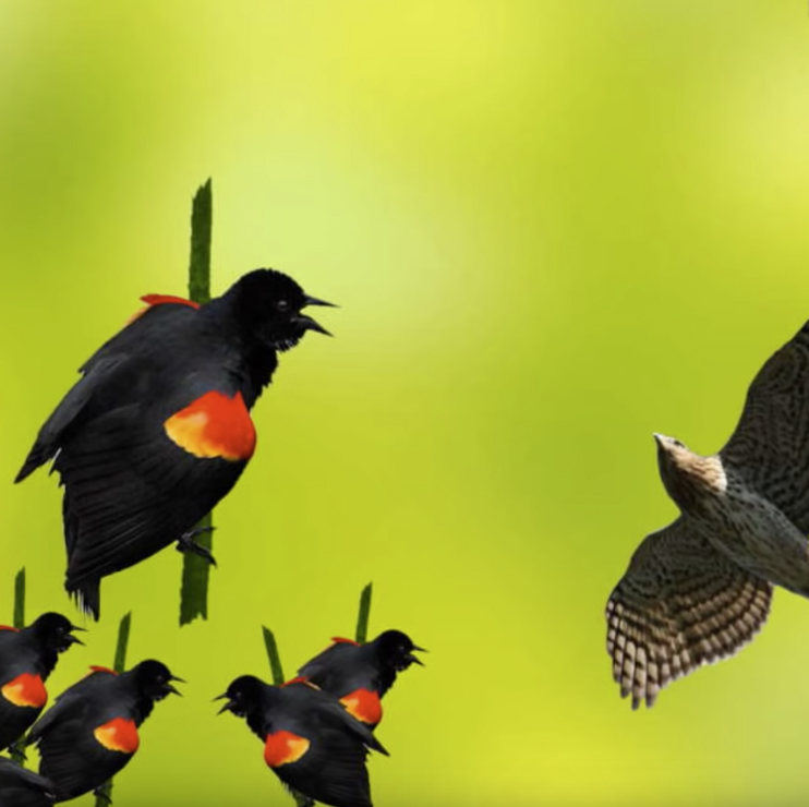 REd-winged Blackbirds alarm calling