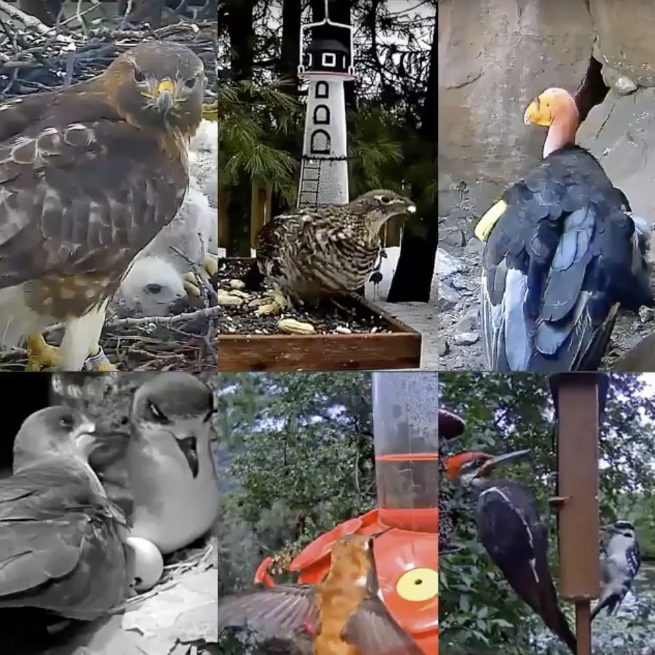 Collage of Bird Cams photos