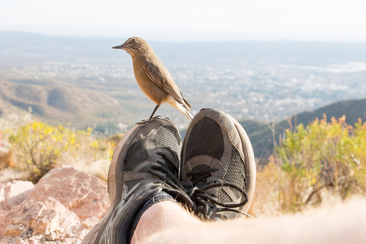 Black-billed Shrike-Tyrant