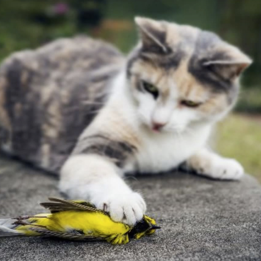 Cat with bird