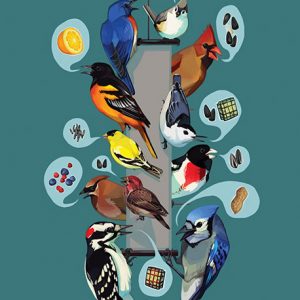 North American Feeder Bird Illustration