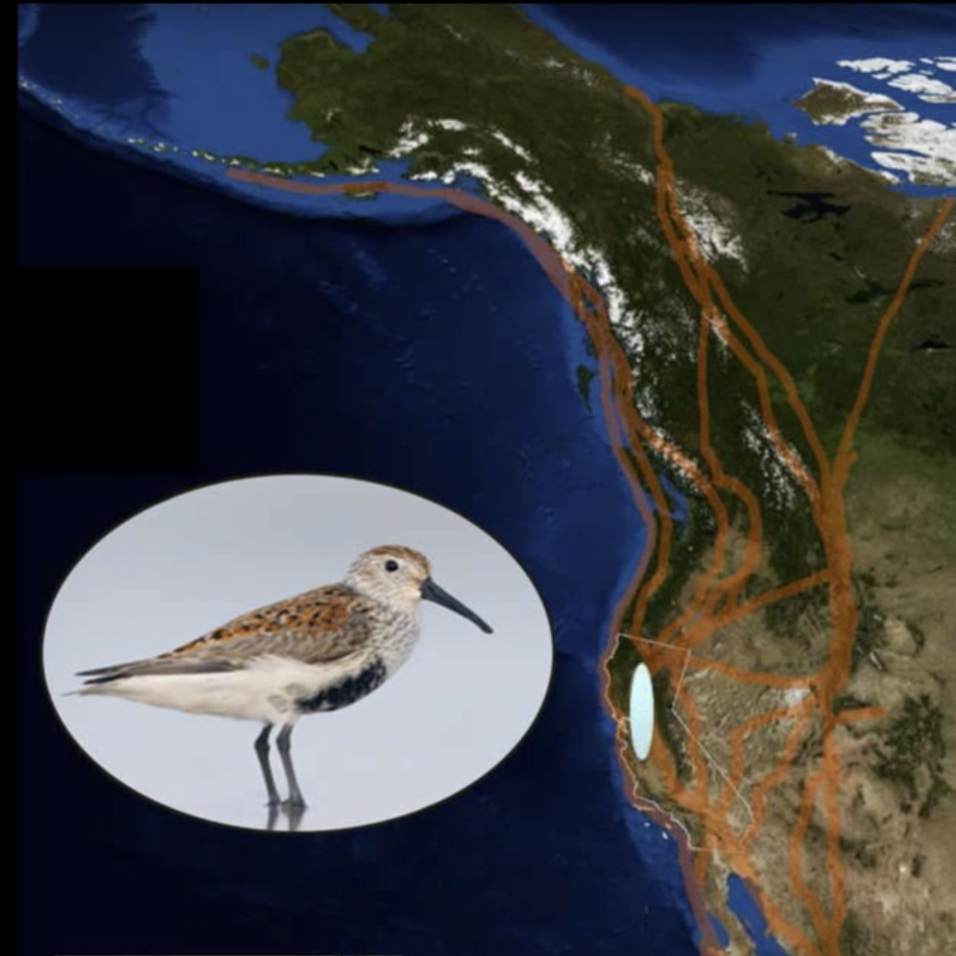 Dunlin and Pacific flyway map