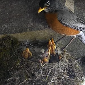 American Robin at nest with nestlings