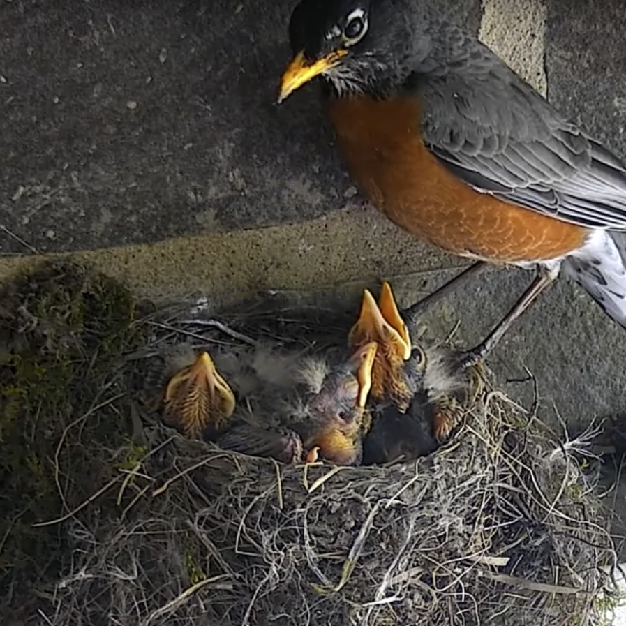 American Robin at nest with nestlings