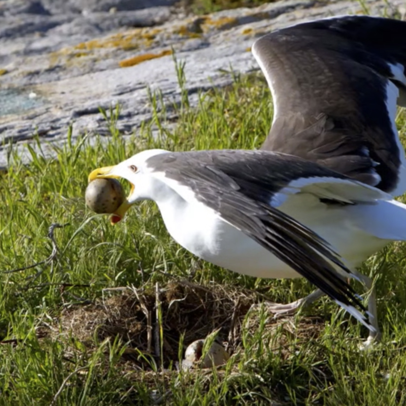Great Black-backed Gull stealing neighbor egg