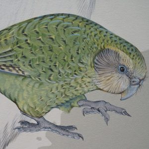 Kakapo painting