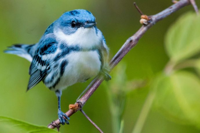 Nature Journaling and Field Sketching | Bird Academy • The Cornell Lab