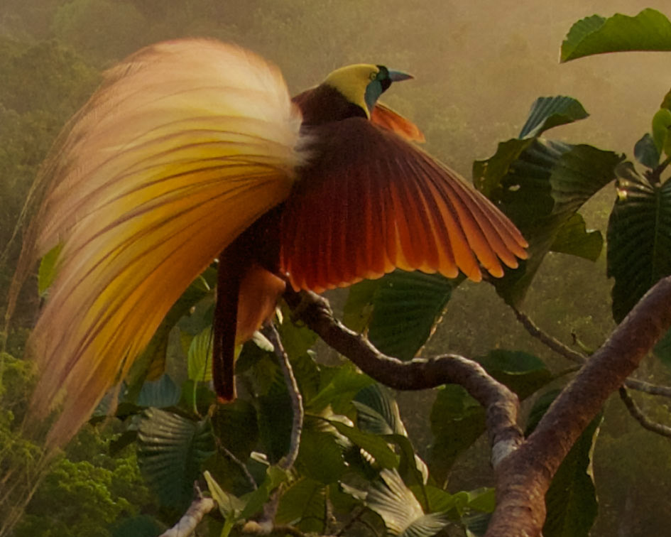 Ornithology: Comprehensive Bird Biology | Bird Academy • The Cornell Lab