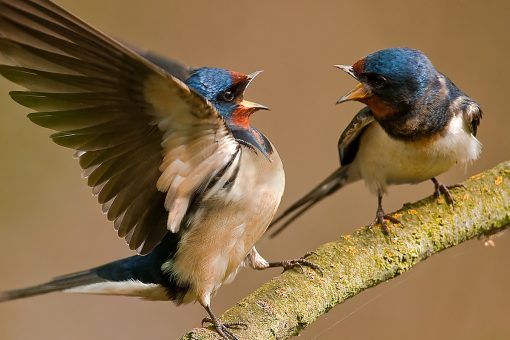 Anything but Common: The Hidden Life of the American Crow | Bird ...