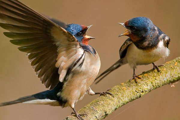 Bird Academy • The Cornell Lab