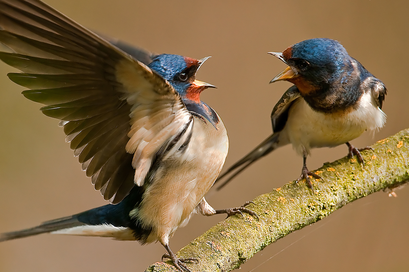 Barn Swallows