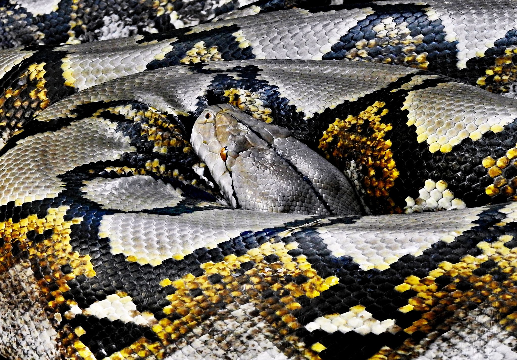 Hognose snake playing dead, He's so convincing that he even…