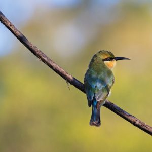 Open Lectures | Bird Academy • The Cornell Lab