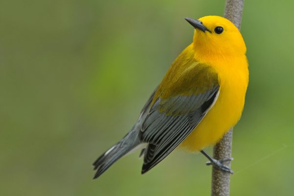 Prothonotary Warbler