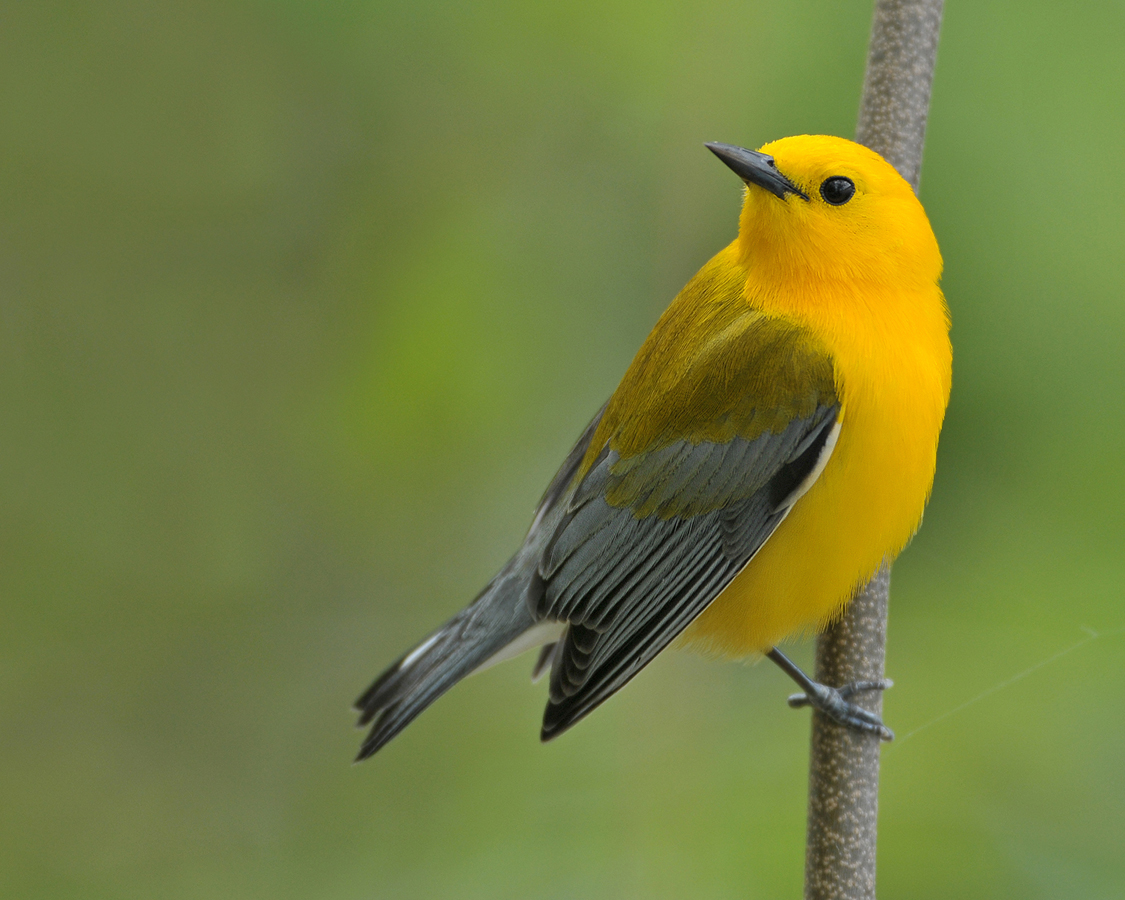 Be a Better Birder Warbler Identification Bird Academy