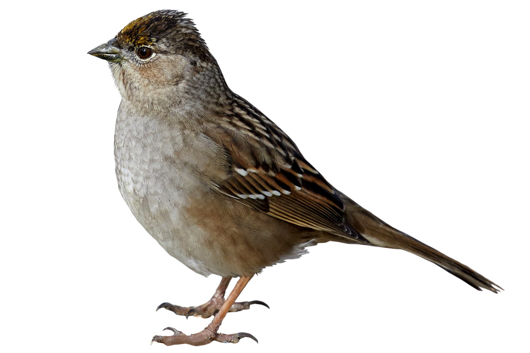 Golden-crowned Sparrow (Nonbreeding)