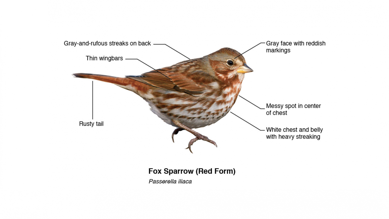Keys to ID for Fox Sparrow