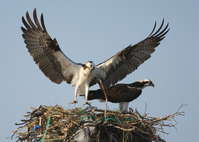 Ospreys at the nest