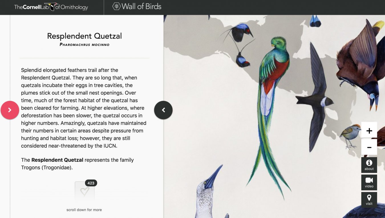 Wall of Birds interactive