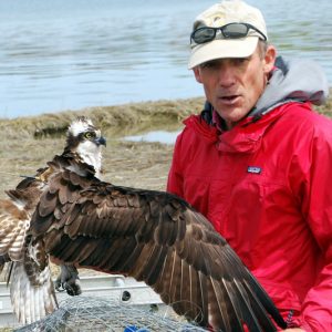 Alan Poole with an Osprey