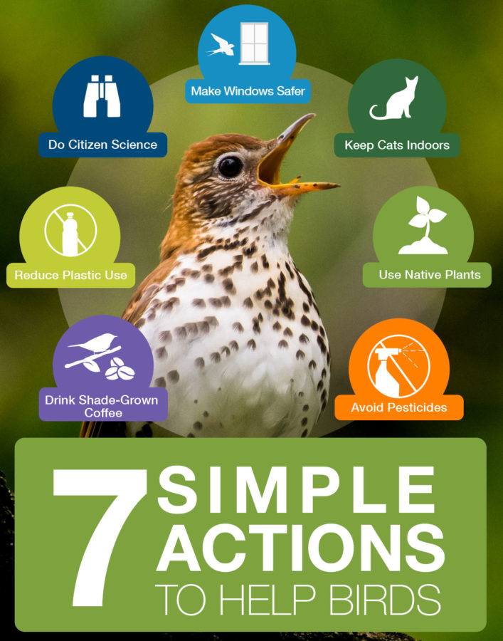7 Simple Actions to Help Birds: Drink Shade-grown coffee, reduce plastic use, do citizen science, Make windows safer, keep cats indoors, use native plants, avoid pesticides.