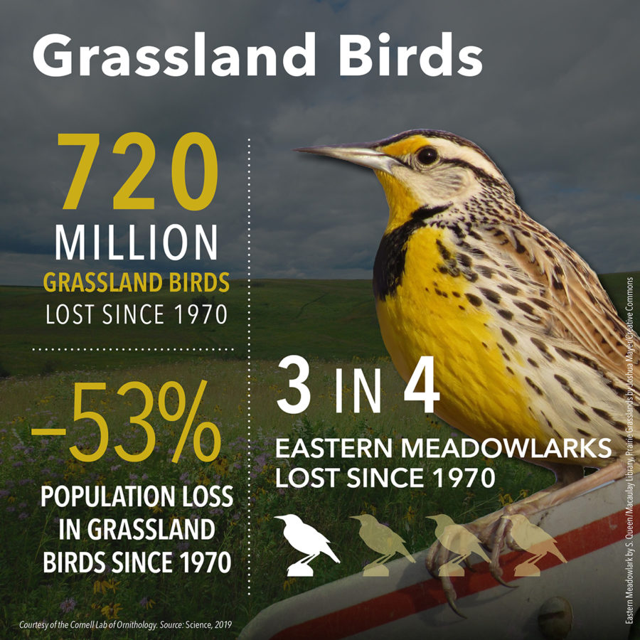 Grassland Birds. 720 Million grassland birds lost since 1970. -53% population loss in grassland birds since 1970. 3 in 4 Eastern Meadowlarks lost since 1970