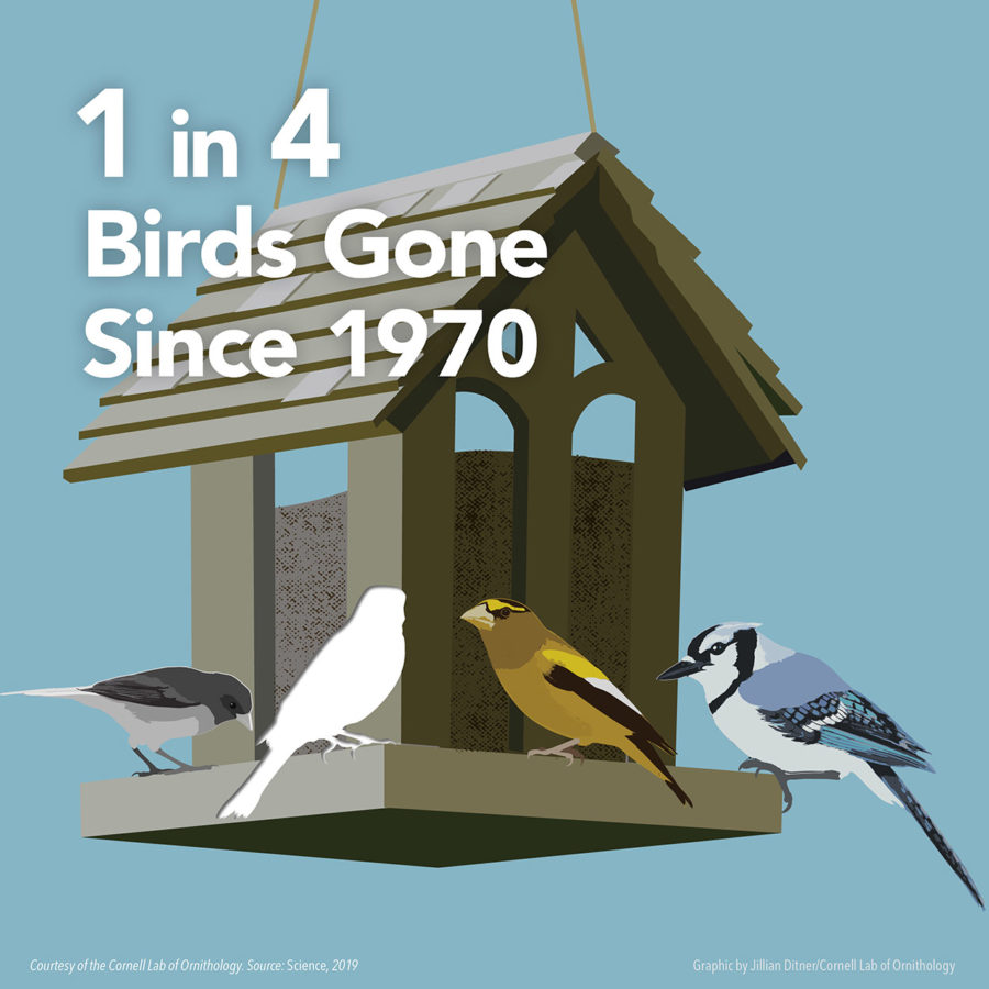 1 in 4 Birds Gone Since 1970