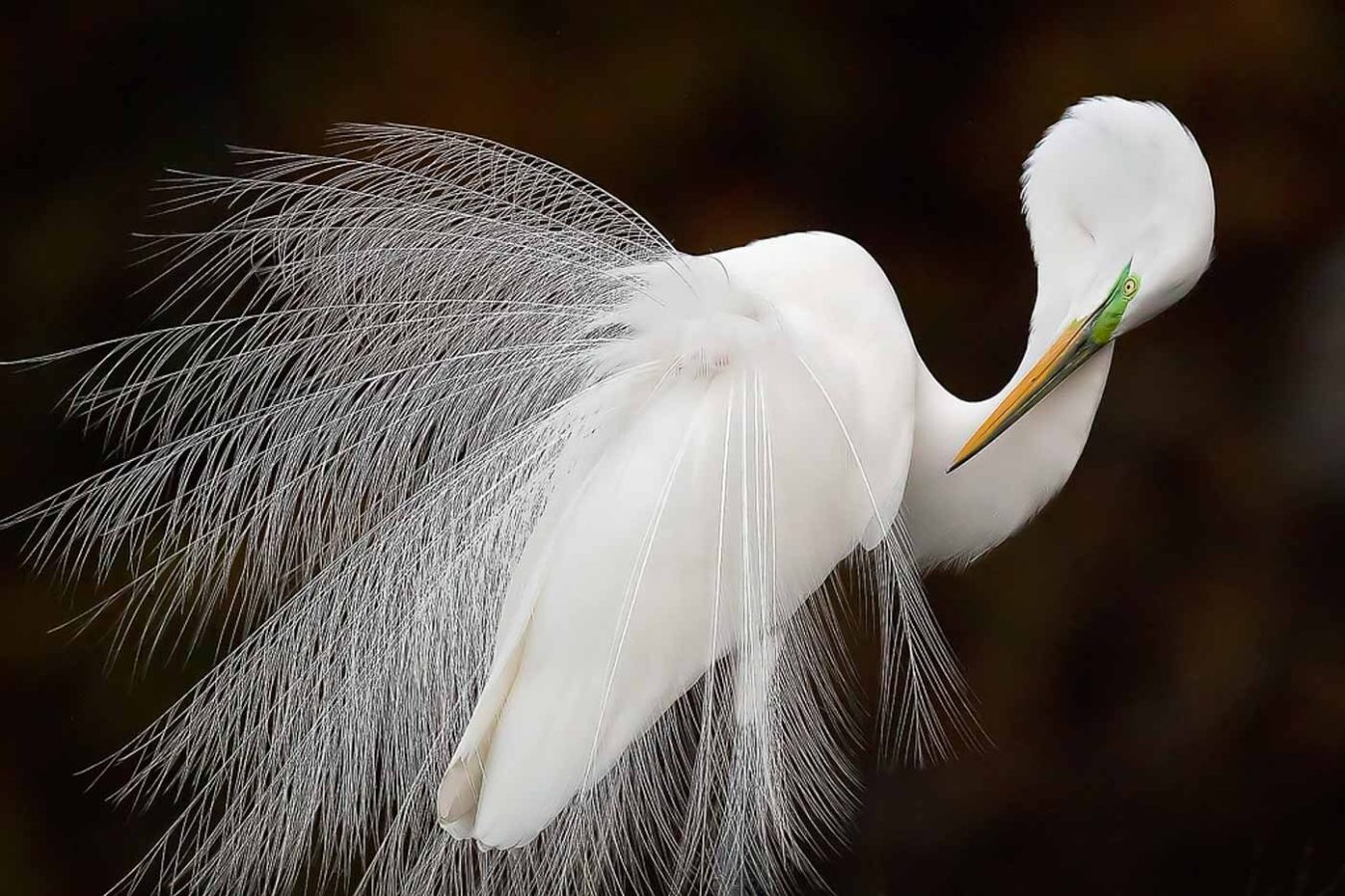 Great Egret