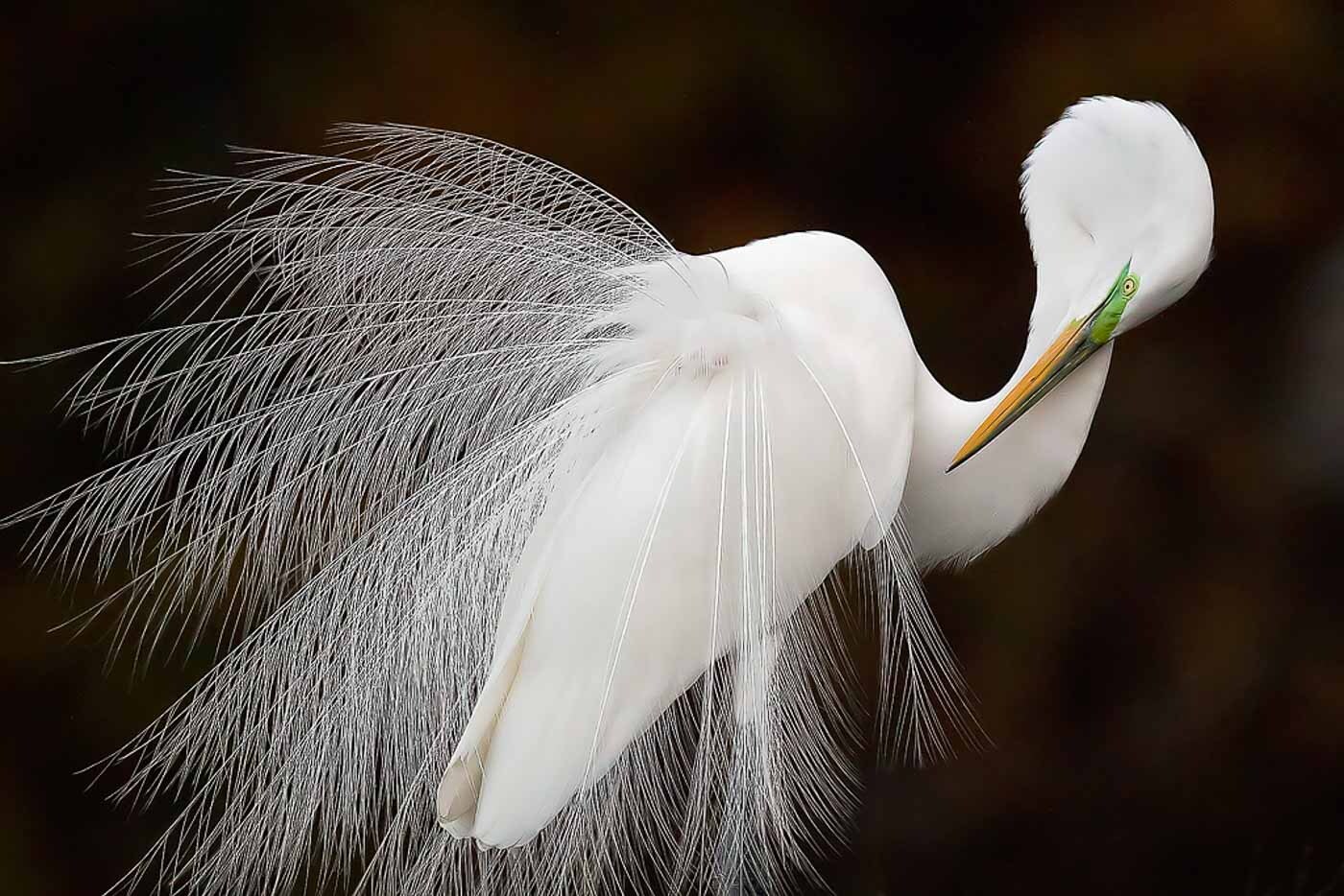 Great Egret by Melissa Groo